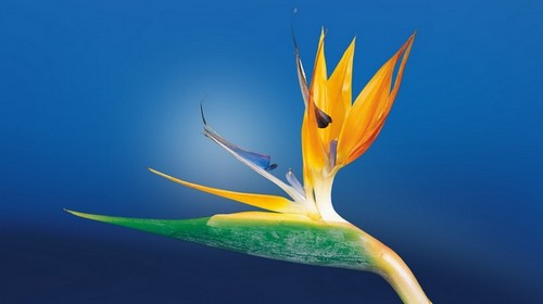 Computer Desktop Wallpapers Collection. www.cwer.ru