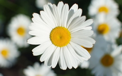 Computer Desktop Wallpapers Collection. www.cwer.ru