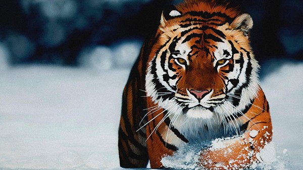 Fresh Computer Wallpapers #321