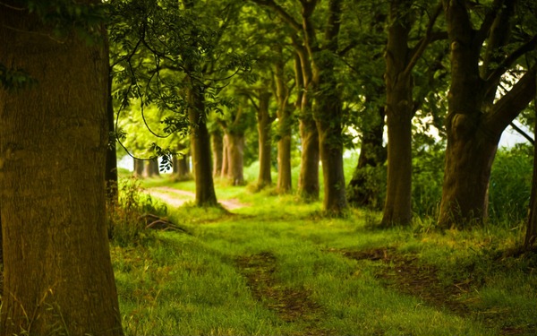 Incredible Nature Wallpapers