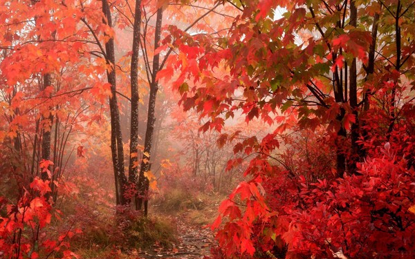 Incredible Nature Wallpapers